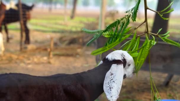 Le gamin brun et blanc mange l'herbe verte suspendue dans le troupeau. Champ fleuri par une journée ensoleillée d'hiver. — Video