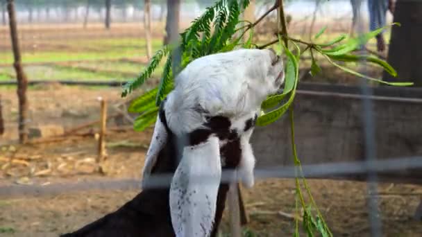 Aranyos és imádnivaló fehér kecske próbálja megenni az akác fa ágát.. — Stock videók
