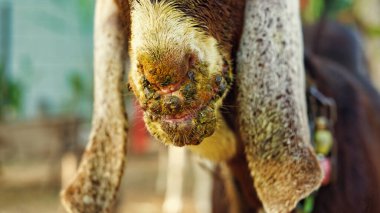 Kahverengi keçiye ağız ve ayak rahatsızlığı bulaştırmış. Bulaşıcı deri iltihabı. Keçi türlerinde yaygın bir huzursuzluk. Bulaşıcı deri iltihabı zoonotiktir..