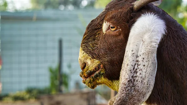 Contagious Ecthyma Infection Mouth Brown Goat Mouth Foot Common Diseases — Stock Photo, Image