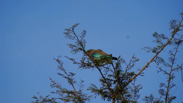 Indian Roller or the bird's legs are endemic bird found in Asia. Bird on branch. — Stockvideo