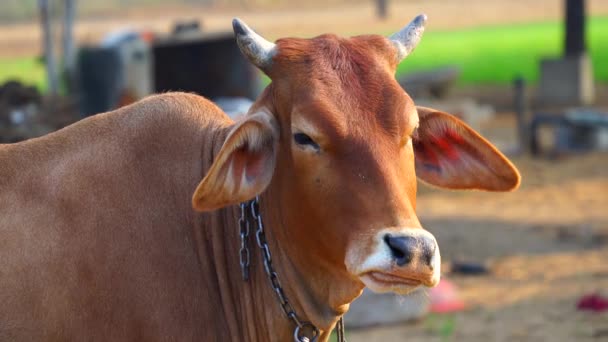 Gros plan portrait d'une tête de vache rousse indienne brune face à mâcher et à ruminer. Concept d'animaux domestiques. — Video