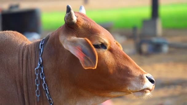 Gouden uur beelden, bruine koe in een veld en kijk naar een kant, kauwen en kijken. — Stockvideo