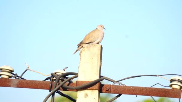 Dove Sitting Electricity Pole Turtledove Bird Sitting Pole Blue Sky — Stockvideo