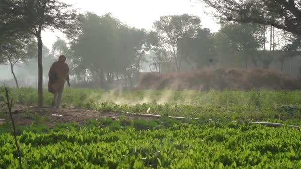 Kış Mevsimi Yeşil Tarlada Çalışan Asyalı Çiftçi Buharı Veya Dumanı — Stok video