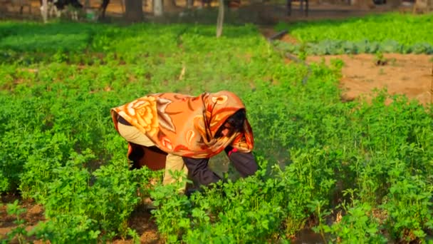 Winter Season Asian Farmer Working Green Field Water Steam Water — Vídeo de Stock