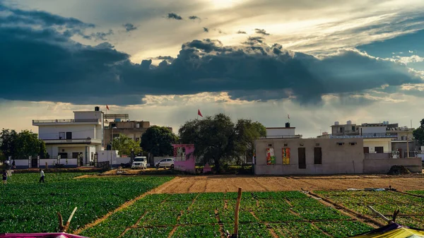 December 2021 Reengus Rajasthan India Black Cloudy Sky Cabbages Field — Stock Photo, Image