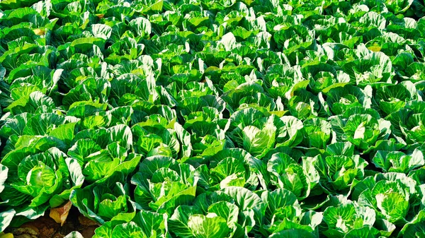 Seitenansicht Eines Frisch Wachsenden Kohlfeldes Reife Ernte Auf Dem Bauernhof — Stockfoto