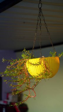 Çatıda asılı duran sarı yapay çiçek saksısı. Yeşil bitkilerle plastik kaplar asmak