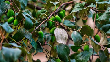 FruitZiziphus mauritiana, Ber, Chinee Apple, Jujube, Hint eriği olarak da bilinir.