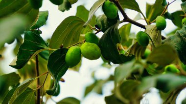 FruitZiziphus mauritiana, Ber, Thai Apple, Jujube, Hint eriği olarak da bilinir.