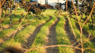 Kırsal kesimdeki sebze bahçesindeki soğan çiftliğinde harika sıralar.