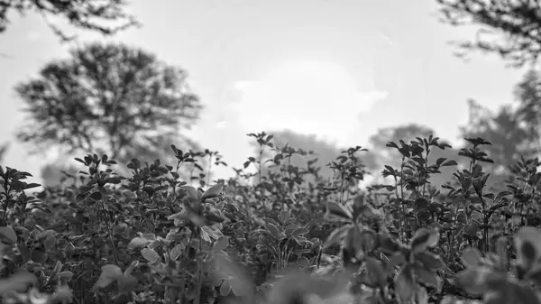 Alfalfa Plant Medicago Sativa Geïsoleerd Witte Achtergrond Zwart Wit Schot — Stockfoto