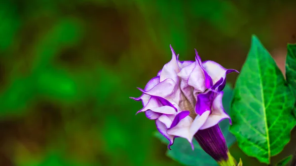 Гарне Колюче Яблуко Фіолетовою Білою Квіткою Задньому Освітленні Індійський Страмоній — стокове фото