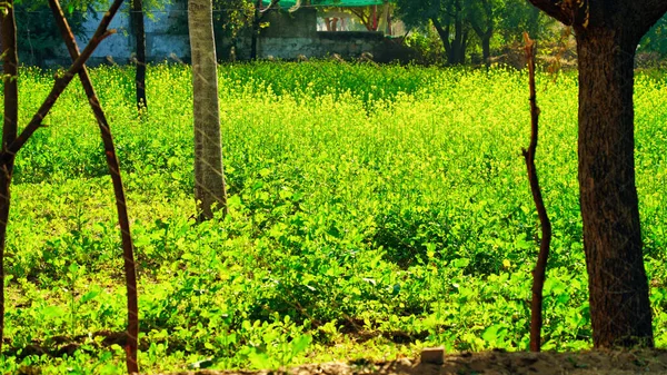 Newly Growing Mustard Plants Farmland Countryside Farmhouse Beautiful Field Flowering — Stock Photo, Image