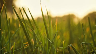 Çiftlikten sonra soğan çiftliğini kapatın. Toprakta soğanlı organik yetiştirilmiş soğan. Organik tarım.