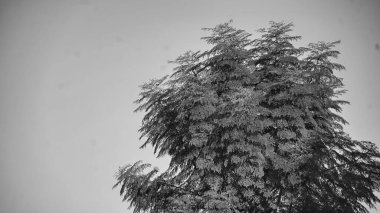 Büyük Acı Salatalık Ağacı Çin veya Moringa oleiferası. Siyah ve beyaz çekim.