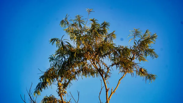 Blisko Indyjskiej Agrest Amla Nazwa Łacińska Phyllanthus Emblica Amla Drzewo — Zdjęcie stockowe