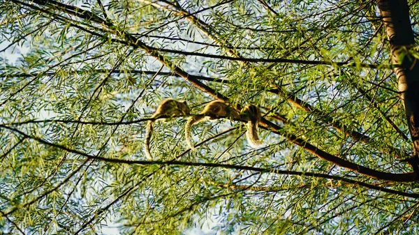 Indiańskie Gilhari Lub Wiewiórki Gniazdujące Jamie Wierzchołka Drzewa Zrelaksowane Wiewiórki — Zdjęcie stockowe
