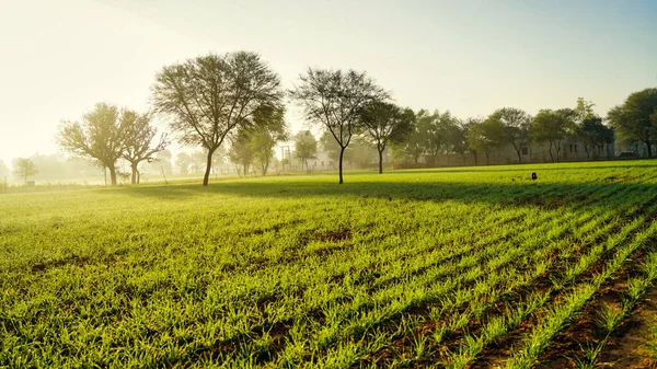 Нові Паростки Пшениці Ячменю Полі Освітлюють Схід Сонця Росу Листках — стокове фото