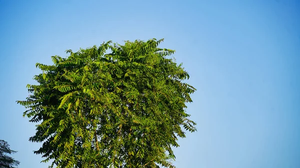 Ailanthus Altissima Tree Heaven Свежие Листья Айланта Альтиссимского — стоковое фото
