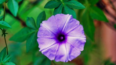 Ipomoea 'nın taze mor çiçeği. Ipomoea 0, bir Ipomoea sabah türüdür..