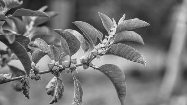 Siyah ve beyaz tıkırtı, bağışıklık güçlendirici bitki Withania somnifera, Ashwagandha olarak da bilinir kökleri ve portakal kırmızısı meyveleri yüzlerce yıldır tıbbi amaçlar için kullanılmaktadır.