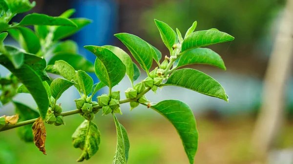 Ashwagandha Plant Known Commonly Withania Somnifera Indian Ginseng Poison Gooseberry Stock Image