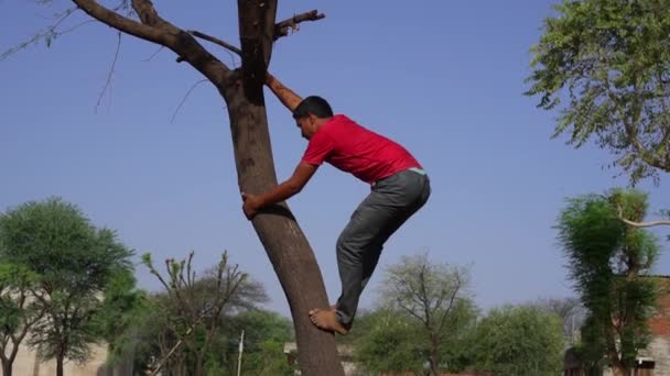 Young Rajasthani Man Rise Trunk Tropical Tree Woods Jungle Trick — Vídeo de Stock