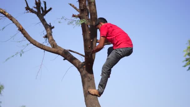 Man Climbs Top Acacia Tree Agriculture Farm Jaipur Rural India — Vídeo de Stock