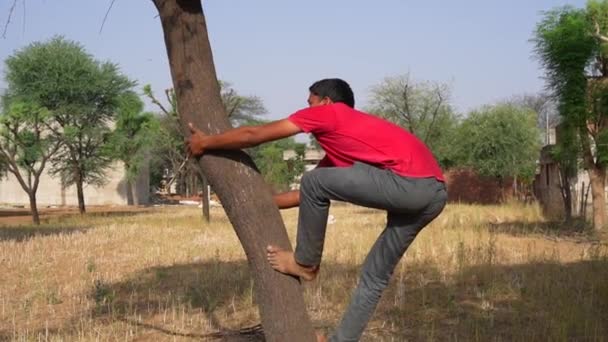 Young Indian Man Climb Acacia Tree Young Indian Man Climbing — Vídeo de Stock