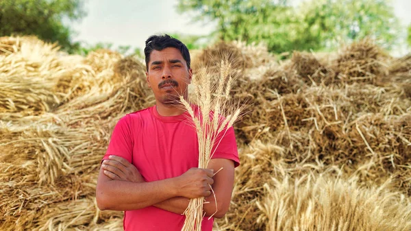 小麦畑に収穫作物の植物を保有するインドの農家を確信しています 田舎の捕獲 — ストック写真