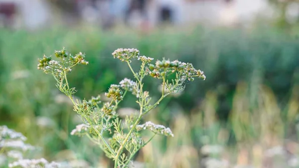 Nyväxande Koriander Färska Frukter Och Vita Blommor Växt Trädgården Koriander — Stockfoto