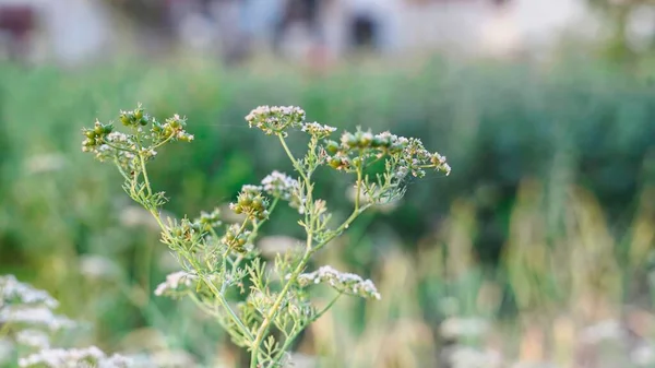 Neu Angebauter Koriander Frische Früchte Und Weiße Blüten Auf Pflanzen — Stockfoto