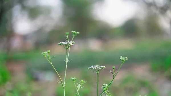 Nyväxande Koriander Färska Frukter Och Vita Blommor Växt Trädgården Koriander — Stockfoto