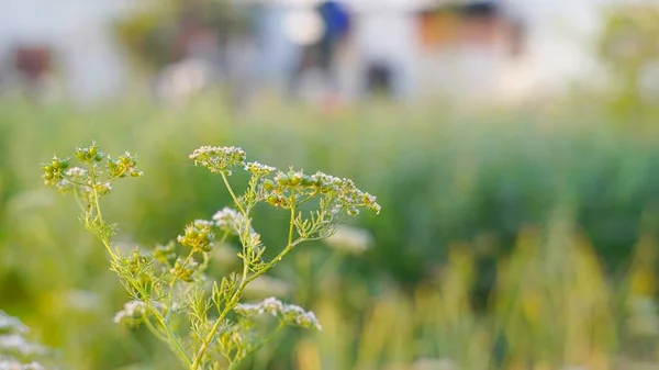 Selective focus, Coriander Blossoming Flowers in the garden,Coriander is the fruit or seed from the cilantro plant