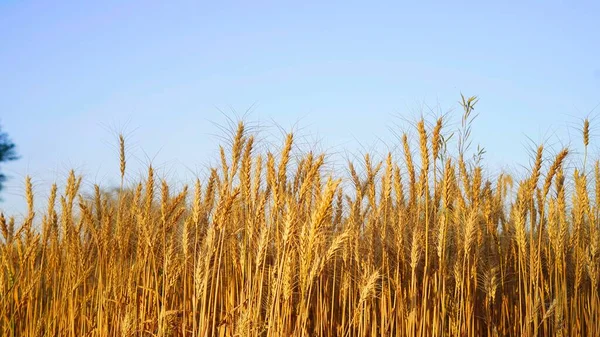 Field Wheat Period Harvest Background Clean Sky View Wheat Ears — Stock Photo, Image