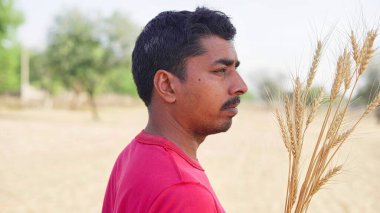 Yaz tarlasında çiftçinin elinde altın buğday kulakları. Tarım, tahıl ve hasat konsepti. Küresel buğday, tahıl ve gıda krizi