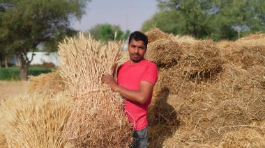 Hintli çiftçi elinde buğday tomarı tutuyor. Hindistan 'da bir çiftçi tarlasında toplanmış büyük bir buğday yığını. Çimenler hayvanları beslemek ya da gıda üretimi için kullanılır..