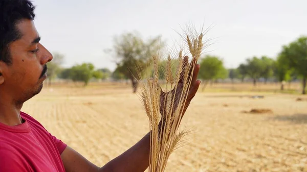 夏の畑で農民の手に小麦の黄金の耳 収穫の概念 世界的な小麦 食糧危機 — ストック写真