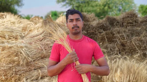 Индийский Фермер Пшеничном Поле Проверяет Урожай Концепция Сельского Хозяйства Садоводства — стоковое фото