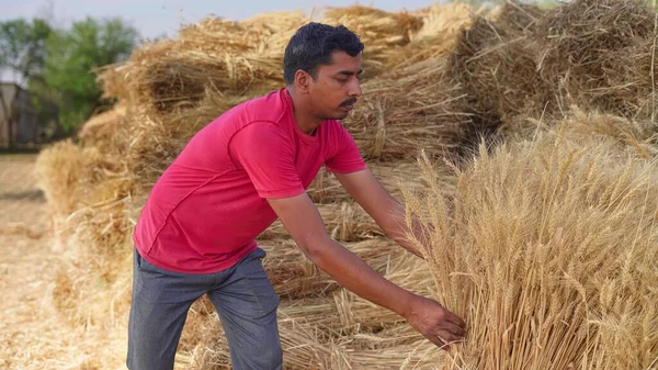 Indian farmer holding wheat crop bundle. Large pile of harvested wheat crop in a farmer\'s field in India. Grass is used for feeding animals or for food production.