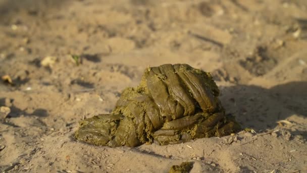 Fresh Cow Dung Can Used Organic Fertilizer Golden Hour Footage — Video Stock