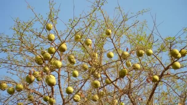 Posvátné Ovoce Bilva Nebo Baela Houpající Stromě Nezralé Ovoce Zeleně — Stock video