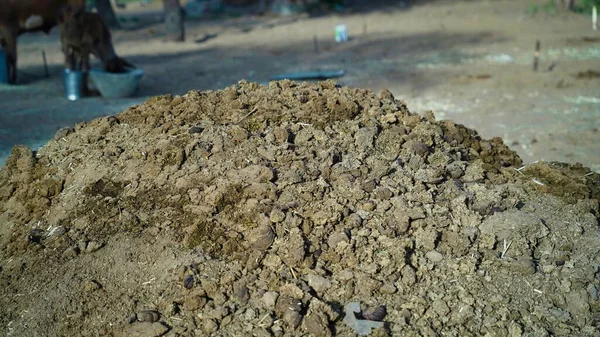 Pile Cow Dung Cake Agricultural Field Growing Bio Products —  Fotos de Stock