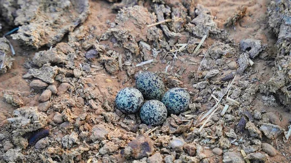 Four Sandpiper Actitis Hypoleucos Eggs Nest Four Spotted Seagull Eggs — Photo