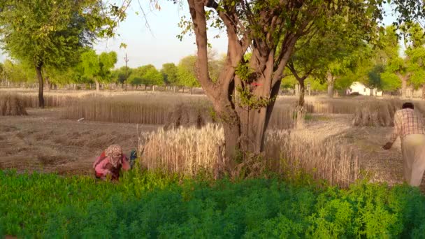 2022年7月20日 印度拉贾斯坦邦雷恩格斯 亚洲农民和工人先用镰刀收割小麦 然后再做饭 — 图库视频影像