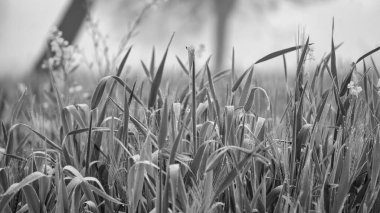 Siyah beyaz fotoğraf, su damlacıklarıyla çevrili güzel doğa manzarası. Buğday bitkilerine su damlası.
