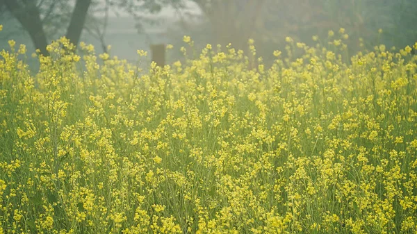 Mustard Flowers Foggy Morning Mustard Flower Fields Seen Here Dense — Stock Photo, Image