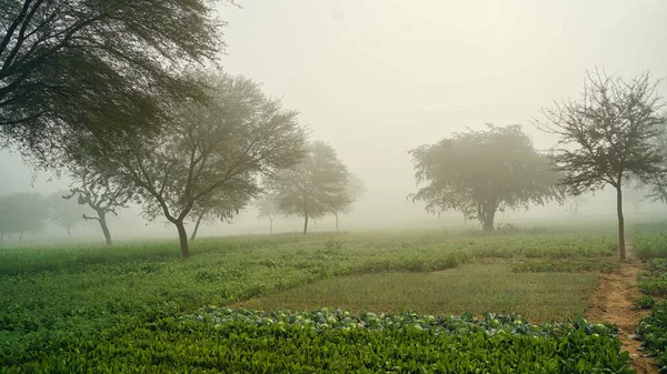 Morning Fog Garden Field Agriculture Vegetable Growing Healthy Food Winter — Stock Fotó